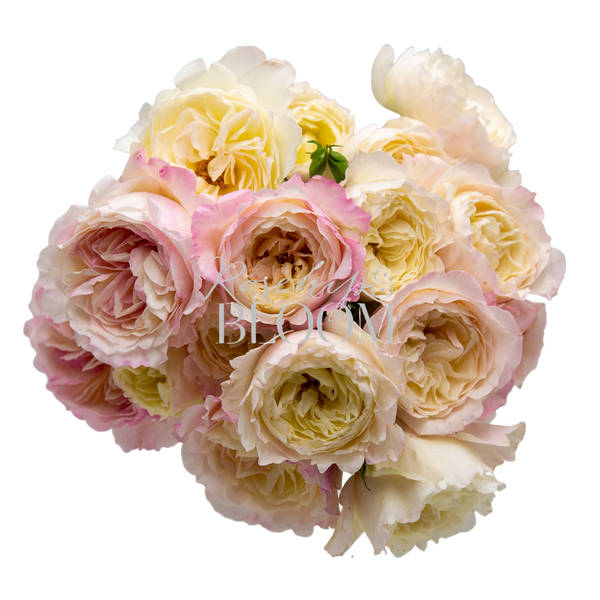 Tambuzi Pink Spray