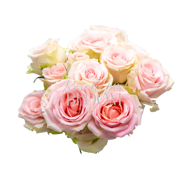 Tender Blossoms