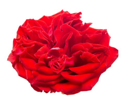 Rouge Royale / Red Elegance