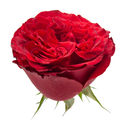Rouge Royale / Red Elegance