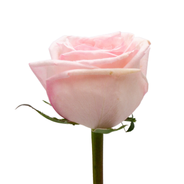 Pink O'Hara
