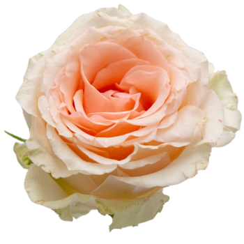 Alina Parfumella Garden Rose