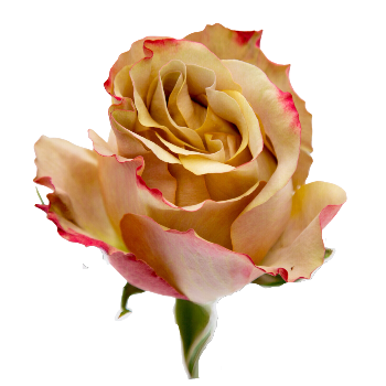 Honey Colorama