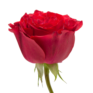Rouge Royale / Red Elegance