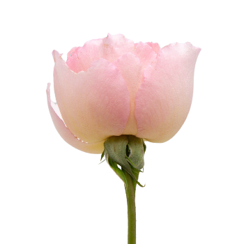 Princess Charlene