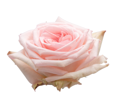 Pink O'Hara