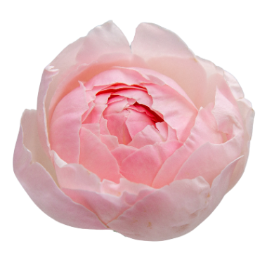 Peony Pink