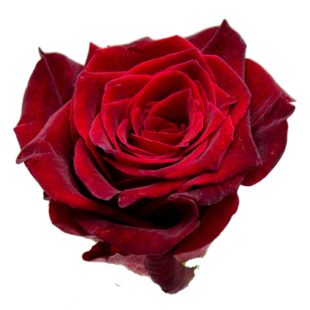 Black Baccara