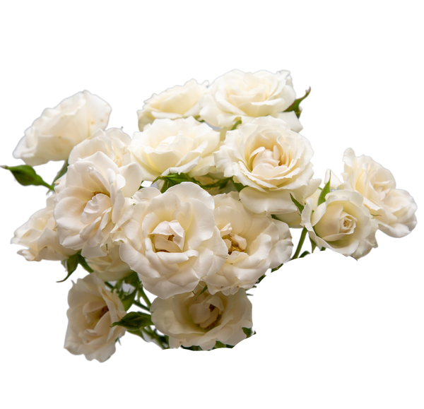 Majolica White