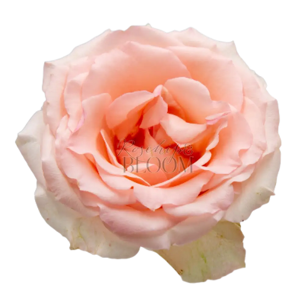 Alina Parfumella Garden Rose Scented Garden Rose