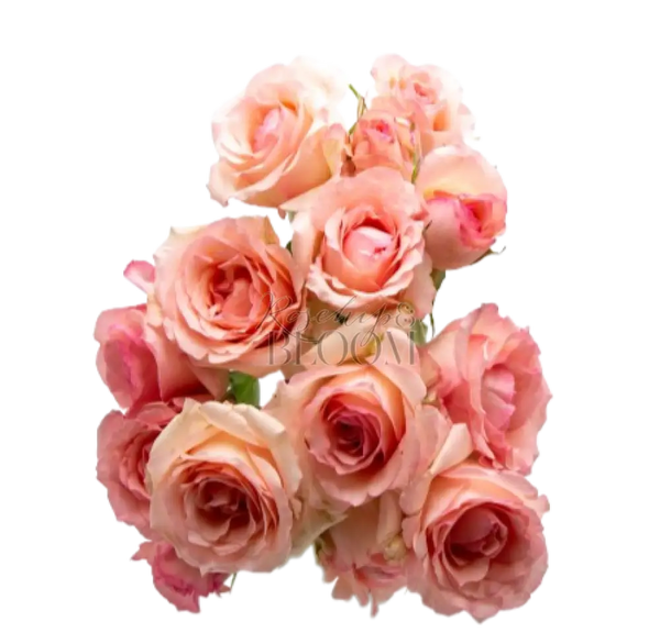 Alina Parfumella Spray Spray Roses