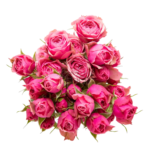Antique Trendsetter - New Addition! Spray Roses