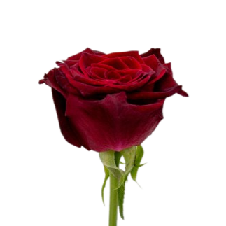 Black Baccara