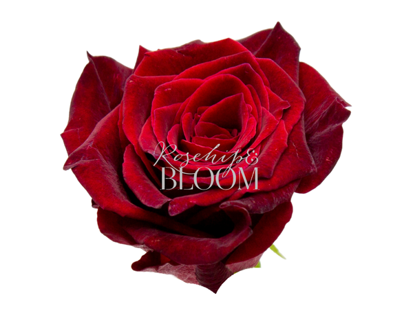 Black Baccara