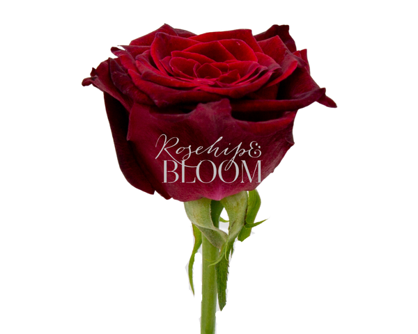 Black Baccara