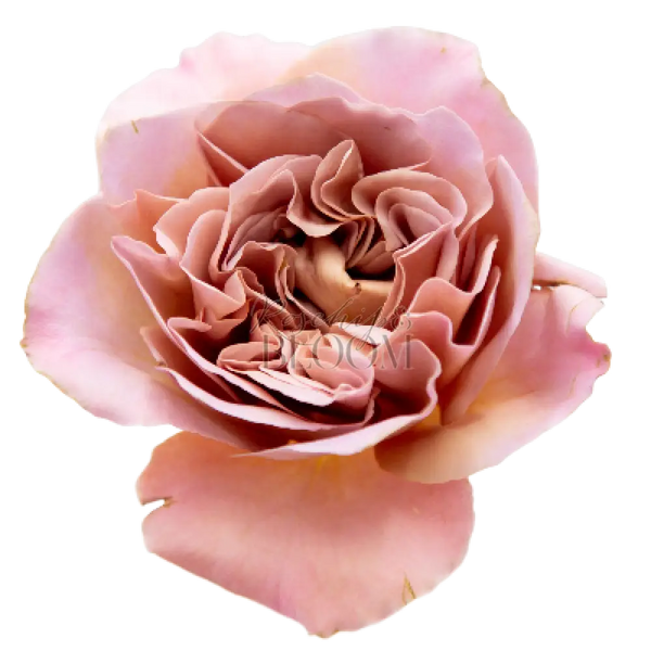 Cafe Latte Scented Garden Rose