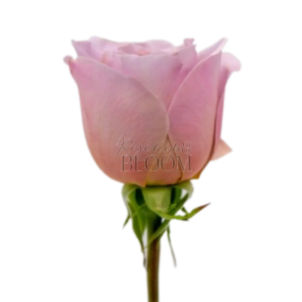 Cafe Latte Scented Garden Rose