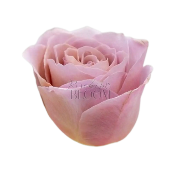 Cafe Latte Scented Garden Rose