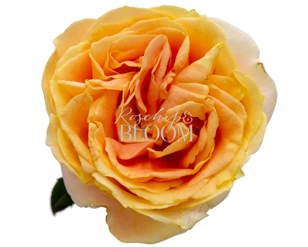 Candle Light / Apricot Swirl