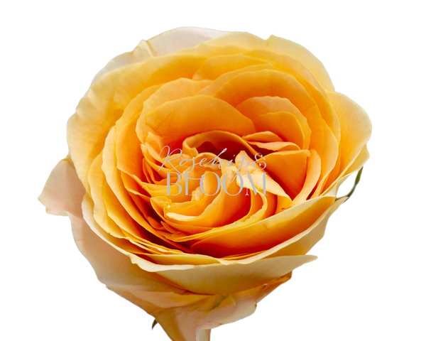 Candle Light / Apricot Swirl