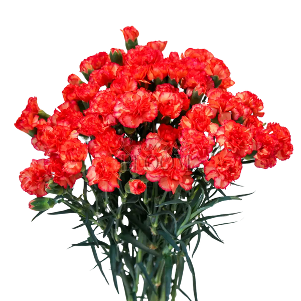 Carnation Spray - Bicolor Orange 60 cm