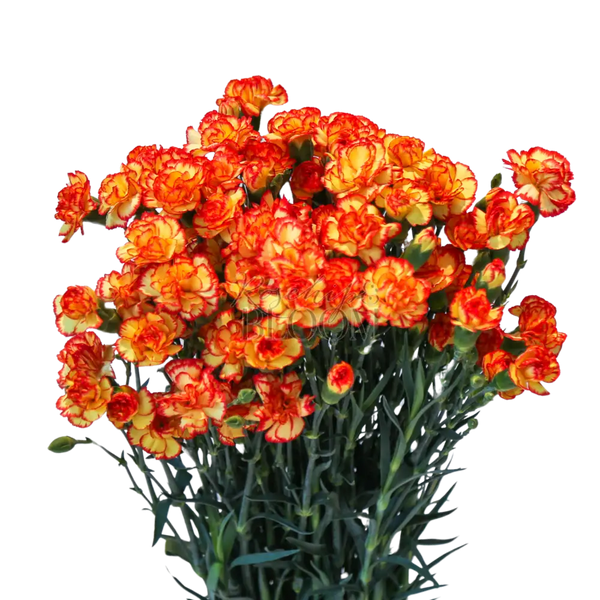 Carnation Spray - Bicolor Yellow Orange 60 cm