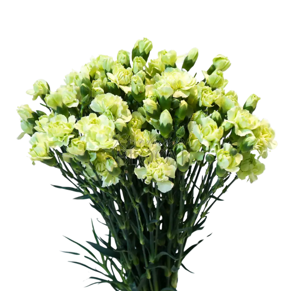 Carnation Spray - Green 60 cm