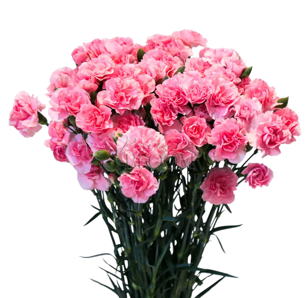 Carnation Spray - Pink 60 cm