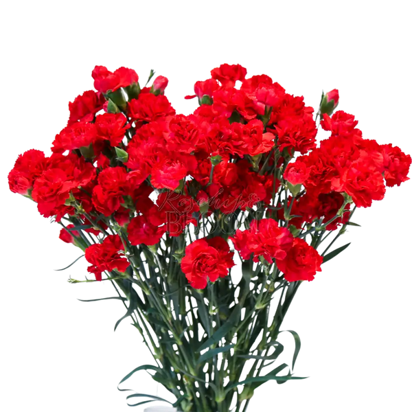 Carnation Spray - Red 60 cm