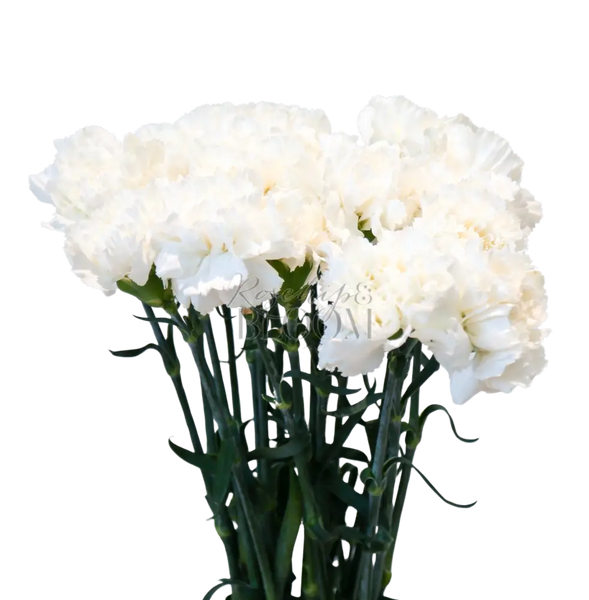 Carnation - White 60 cm