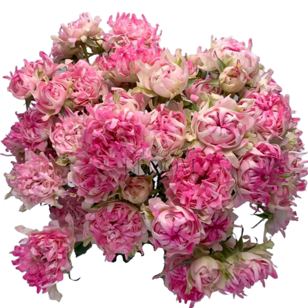 #Chakra Spray Roses