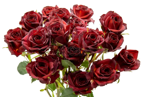Chococcino Spray Roses