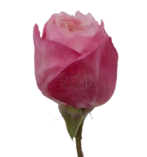 Constance David Austin Roses
