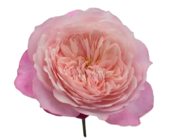 Constance David Austin Roses