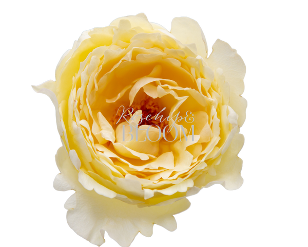 Cream Yves Piaget