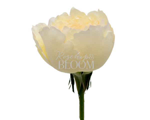Cream Yves Piaget