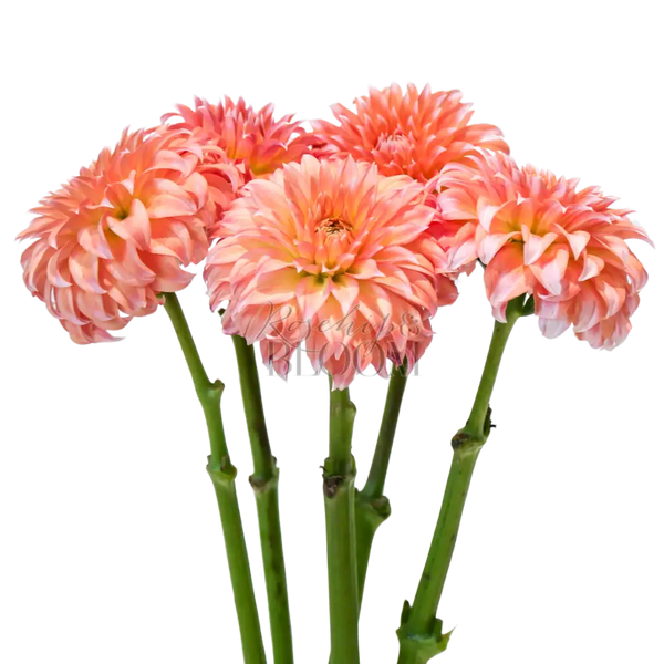 Dahlia - Cream Peach 55 cm