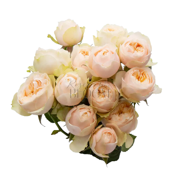 Darlington - New Addition! Spray Roses