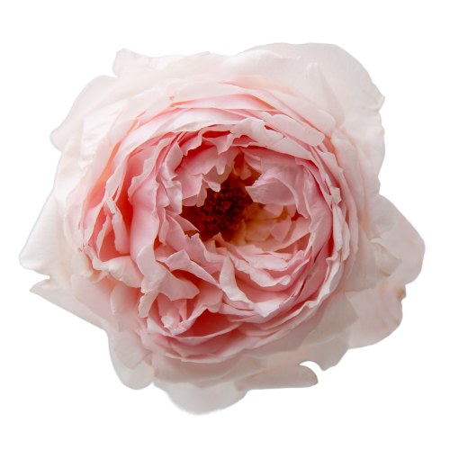Peony Pink