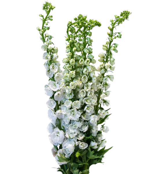 Delphinium - White 100 cm + 