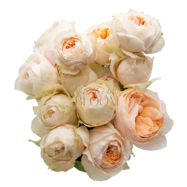 Emma Woodhouse - New Addition! Spray Roses