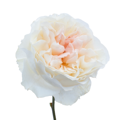 Eugenie