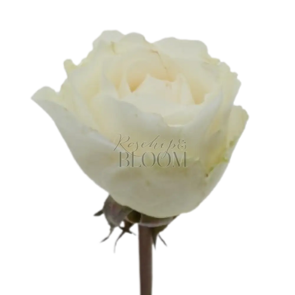Eugenie David Austin Roses