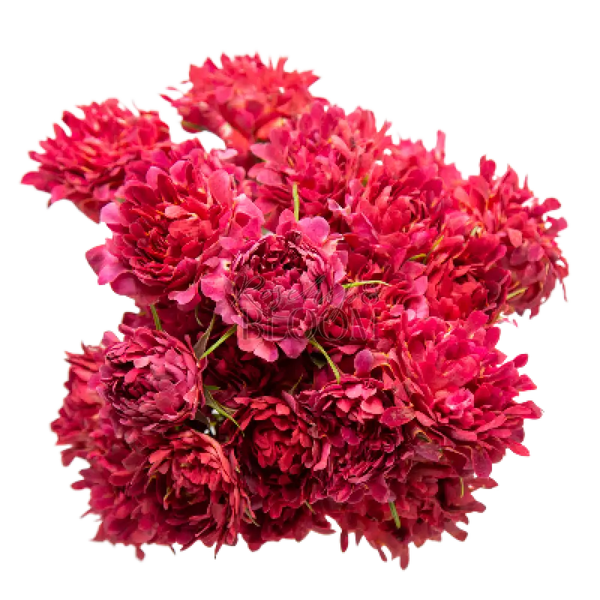 #Famous Spray Roses