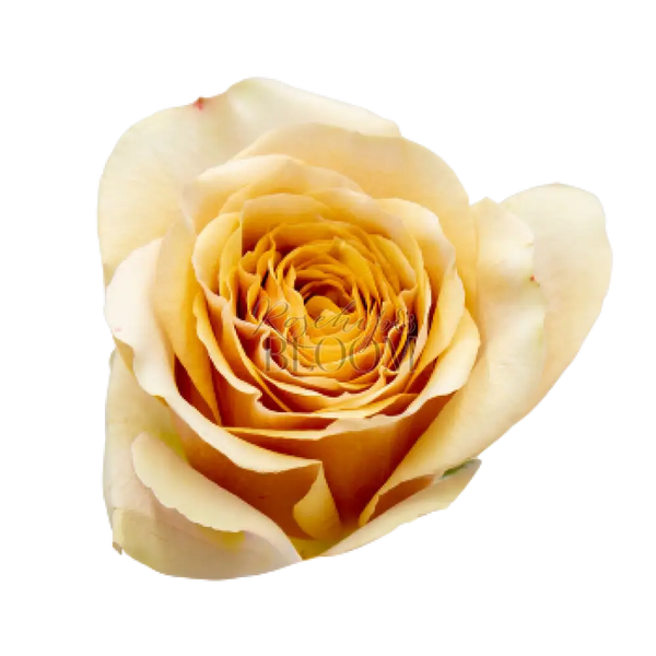 Golden Mustard Scented Garden Rose