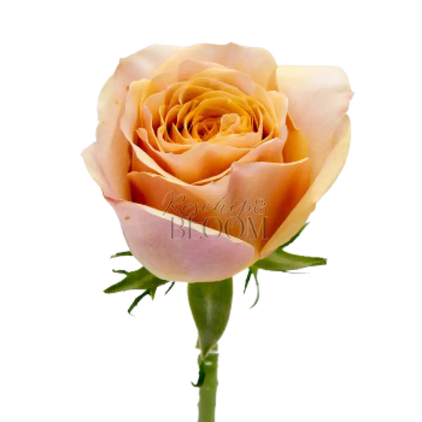 Golden Mustard Scented Garden Rose
