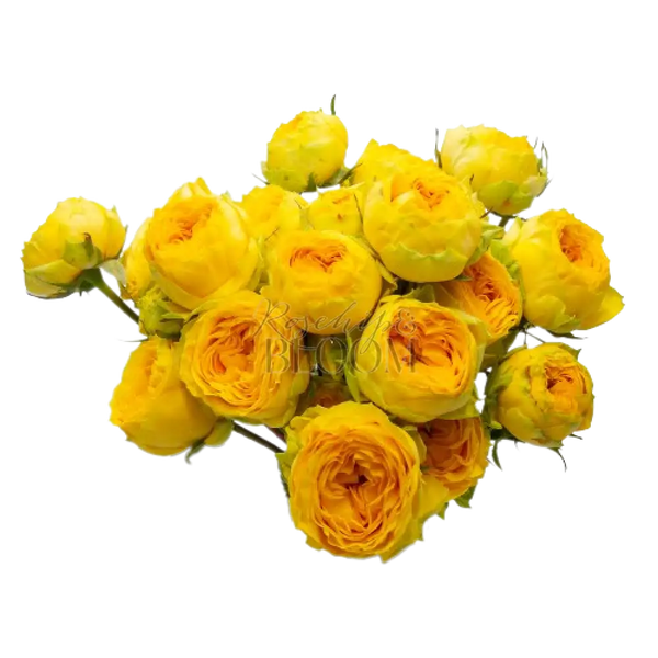 Golden Trendsetter - New Addition! Spray Roses