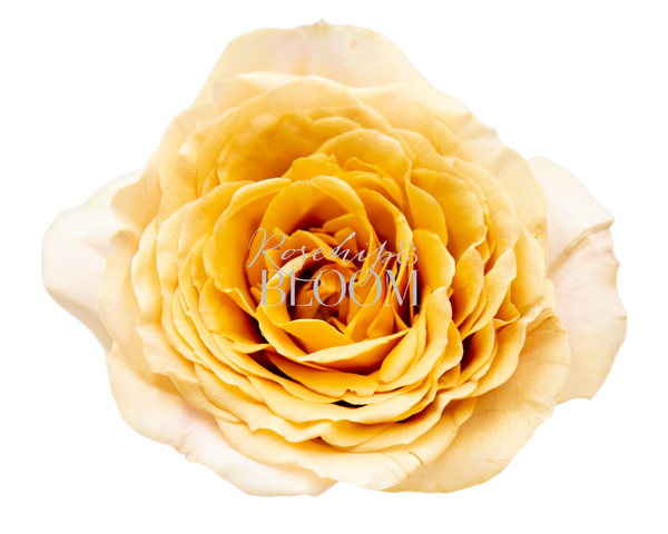 Golden Mustard