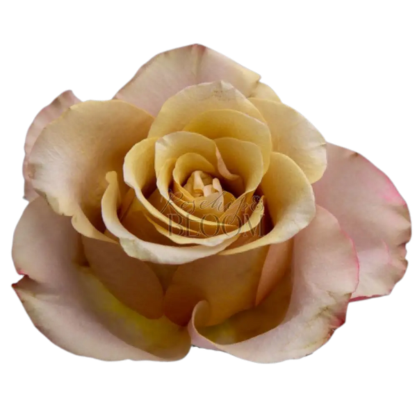 Honey Colorama Scented Garden Rose