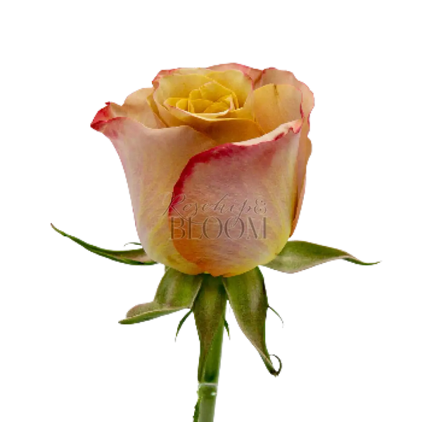 Honey Colorama Scented Garden Rose